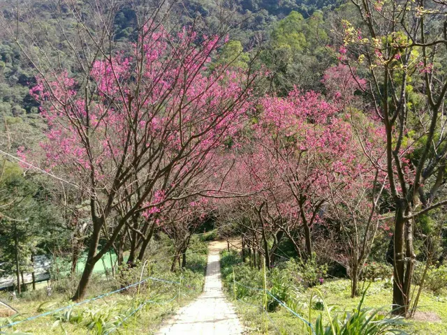 【櫻花季】粉紅大爆發,新北13處賞櫻勝地推薦打卡熱點一次看