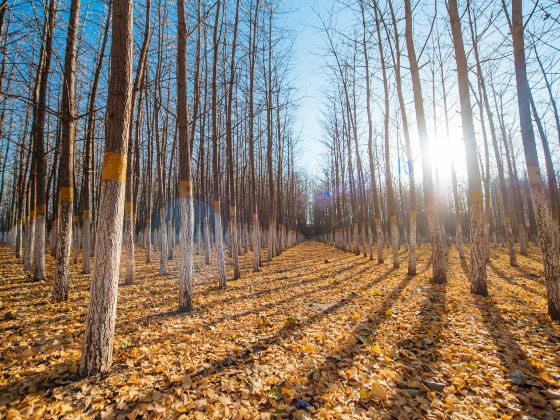 Ginkgo Forest in Zhanggezhuang Village