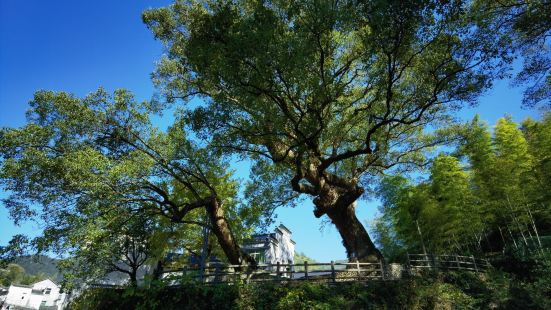 这次去千岛湖旅行，环湖自驾绕到了芹川古村，整个村子非常原生态