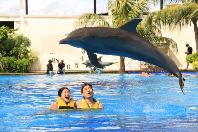 峇裡島海豚互動