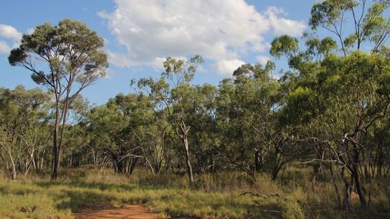 Blackwood National Park