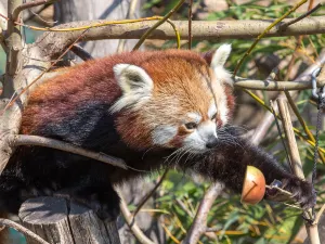 Tiergarten Schoenbrunn - Zoo Vienna