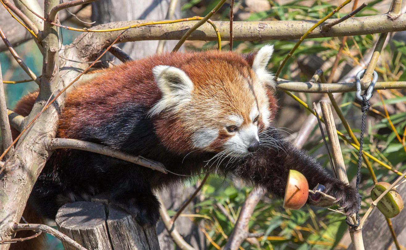 3_Tiergarten Schoenbrunn - Zoo Vienna