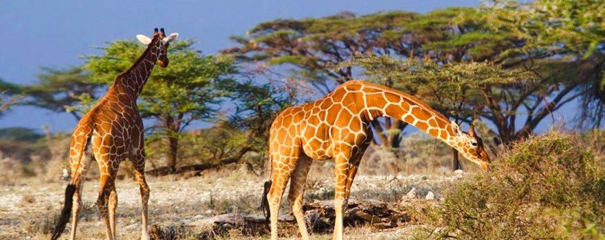 Queen Elizabeth National Park