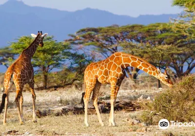 Queen Elizabeth National Park