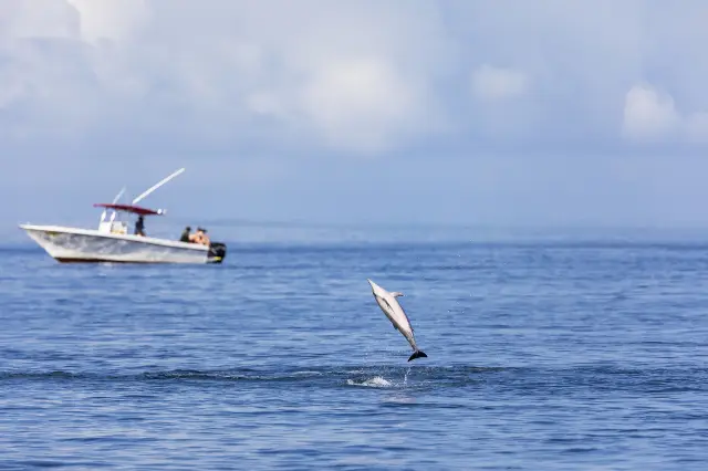 Dolphin Watching in Mauritius