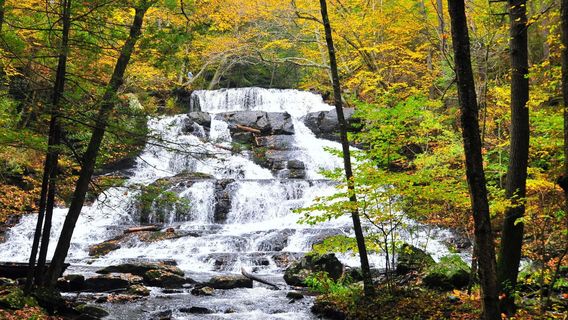 Canadensis