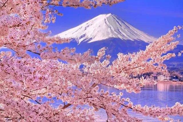 Cherry Blossom Viewing in Japan