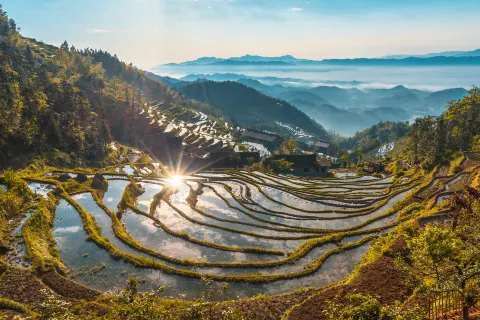 자작계 계단식 논