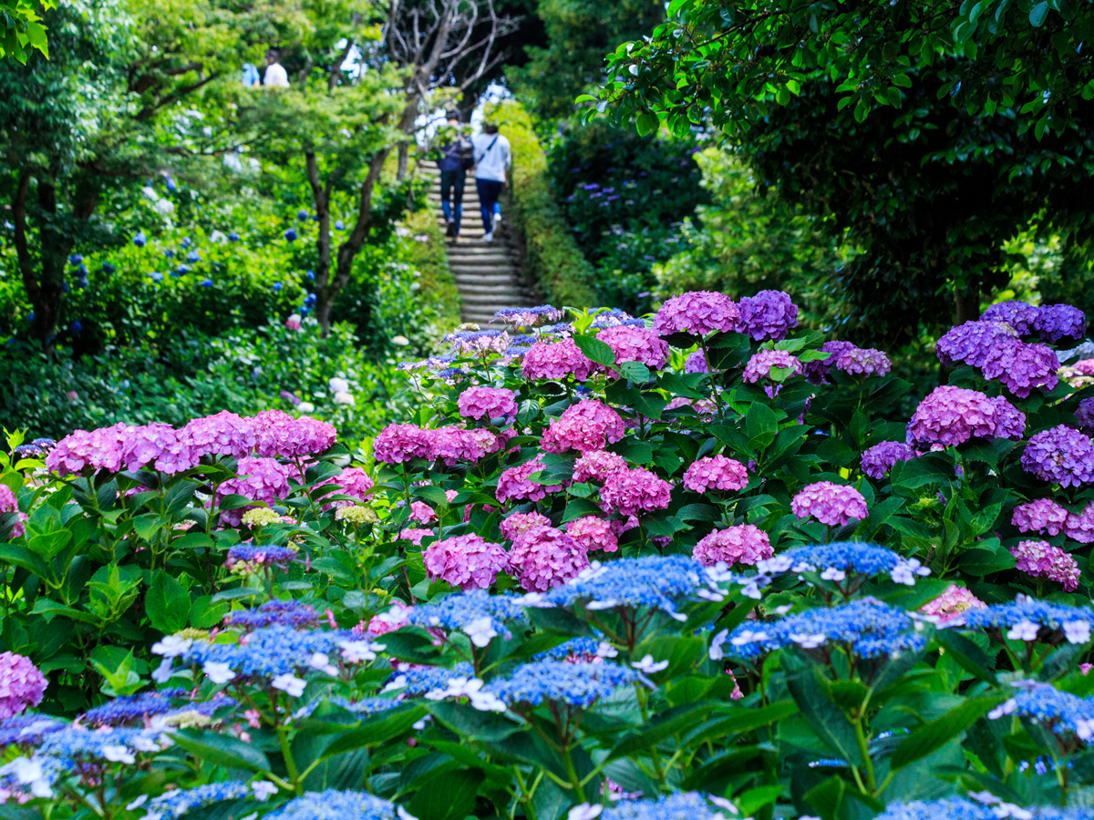 Inazawa Hydrangea Festival | Inazawa