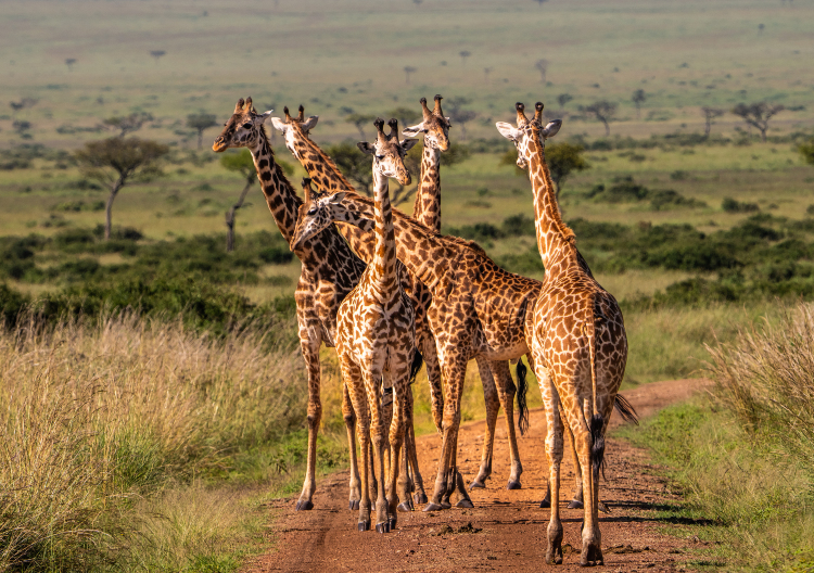 Popular Family-friendly Attractions in Tanzania
