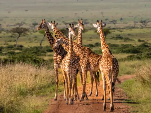 アフリカ・サファリ・セレンジェッティ・イコマ