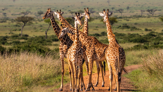 Africa Safari Serengeti Ikoma