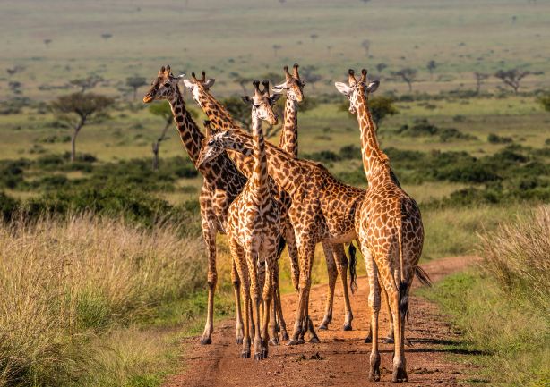 Africa Safari Serengeti Ikoma