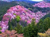吉野の山桜！