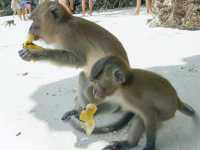 Monkey Beach Phuket