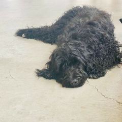 Streamer Coffee Company Shibuya User Photo