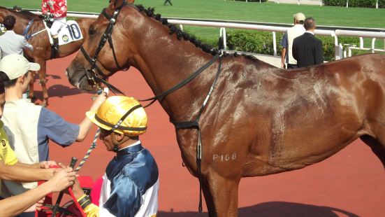 马场是一个本地很有特色的地方，很多时候都有赛马，白天太热的时