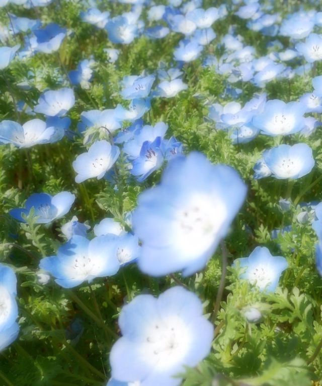 日比谷公園景點 東京旅遊評論 旅行指南 Trip Com 日比谷公園景點 東京旅遊評論 旅行指南 Trip Com