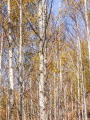 White Birch Garden