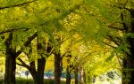 Nakajima Park