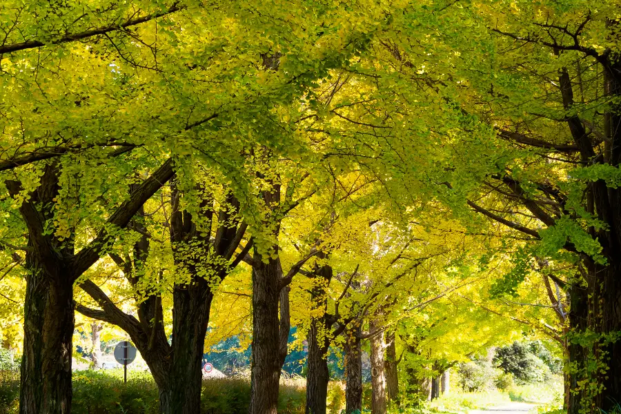 Nakajima Park