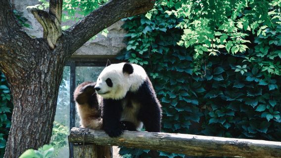 Lawatan sehari ke Rumah Panda Beijing dan Tembok Besar Mutianyu