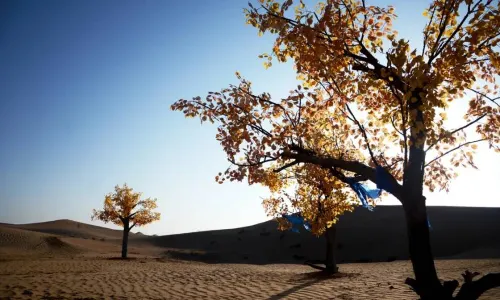 Tonghu Grassland Tourist Areas