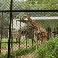 Animal Park 