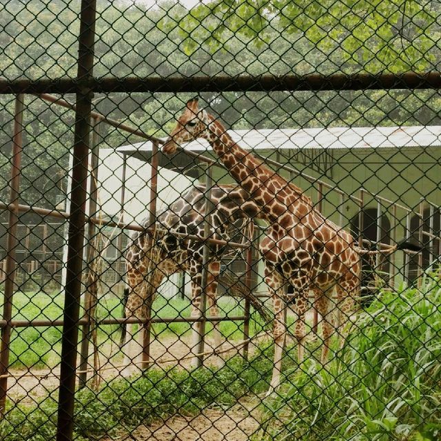 Animal Park 