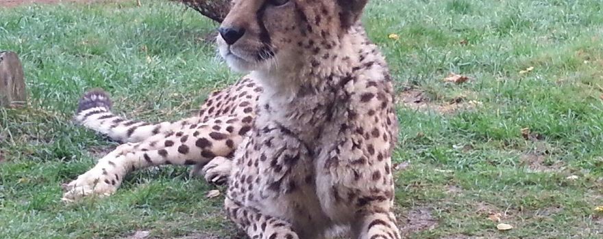 Oaklawn Farm Zoo