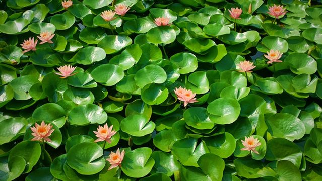 Caoxianwan Mu Hetang Ecological Park