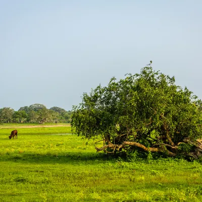 Wadula Safari Yala