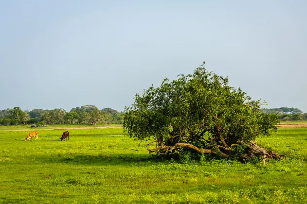 Wadula Safari Yala