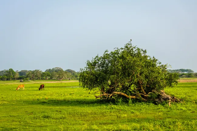 Wadula Safari Yala