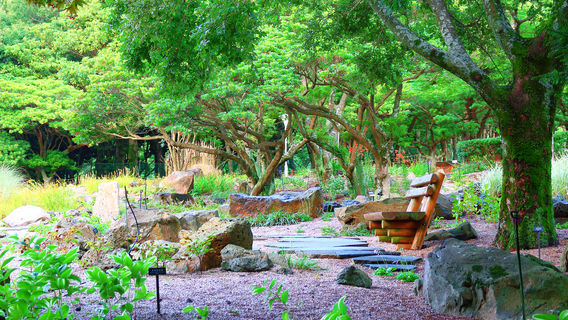 Halla Arboretum, Jeju Island,S.Korea