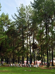 Taman Pinus Bilabong