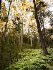 Blue Gum Walk