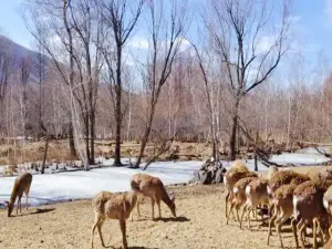 Deer Park