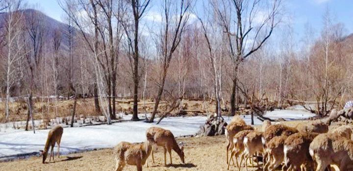 Deer Park