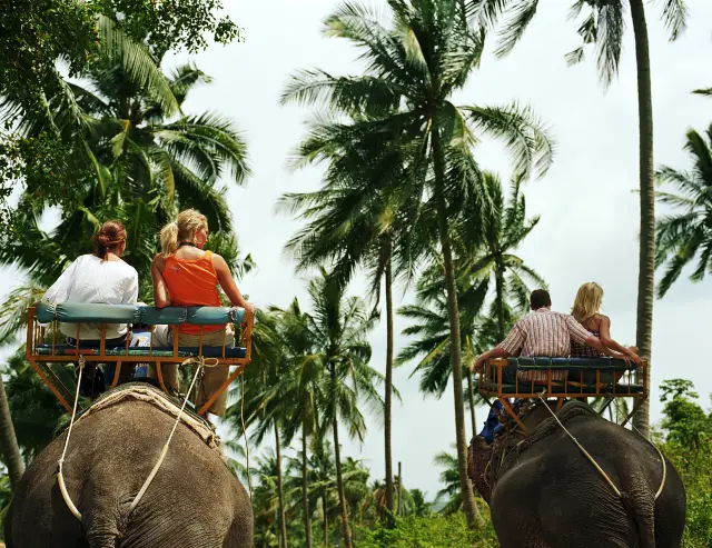 蘇梅島大象互動