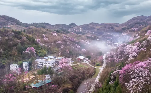Admire Magnolias in Sichuan