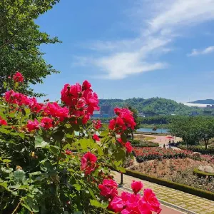삼척 장미공원