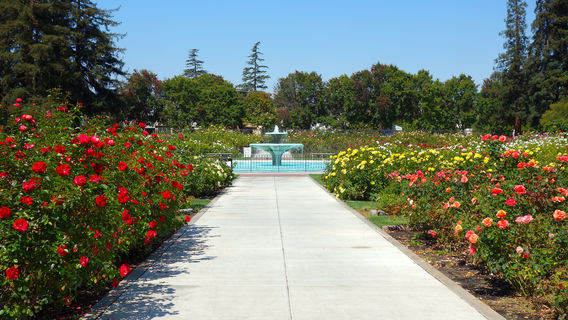 Municipal Rose Garden