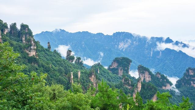 Fairy Scattering Flowers