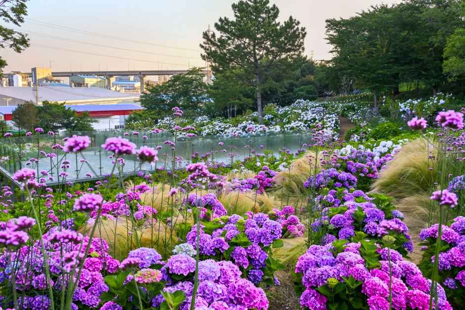 Jangsaengpo Hydrangea Festival | Ulsan