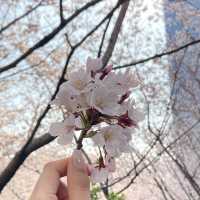 부산 벚꽃명소- 달맞이길