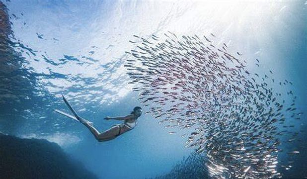 墾丁海世界潛水