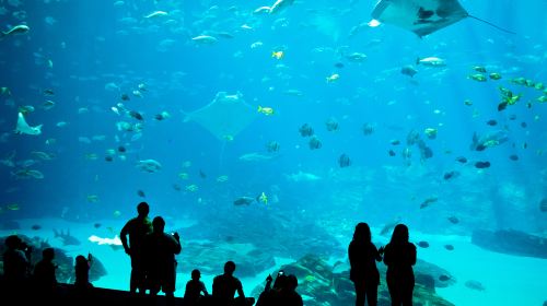 Georgia Aquarium