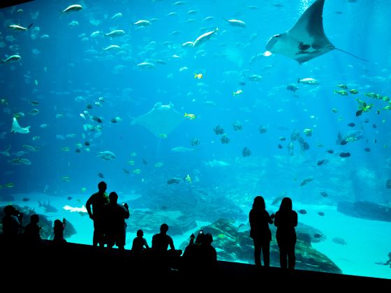 佐治亞水族館